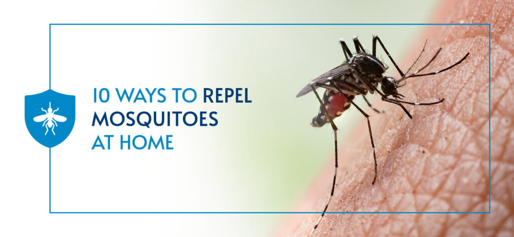 10 Ways To Repel Mosquitoes At Home Pestech