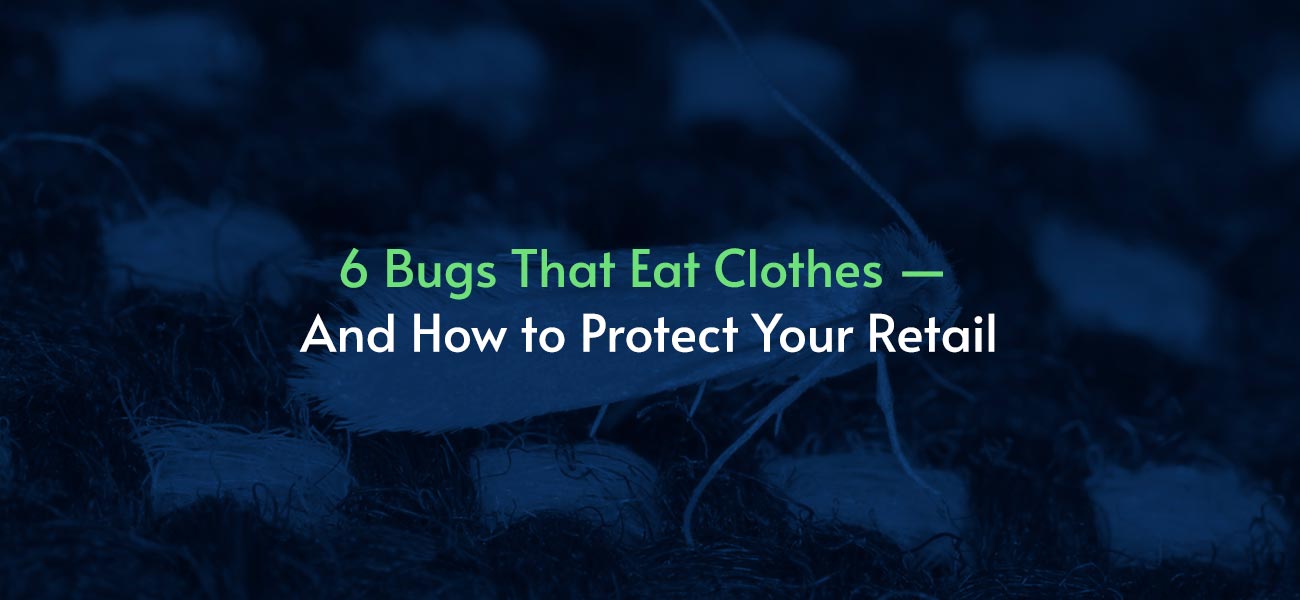 6 bugs that eat clothes and how to protect retail