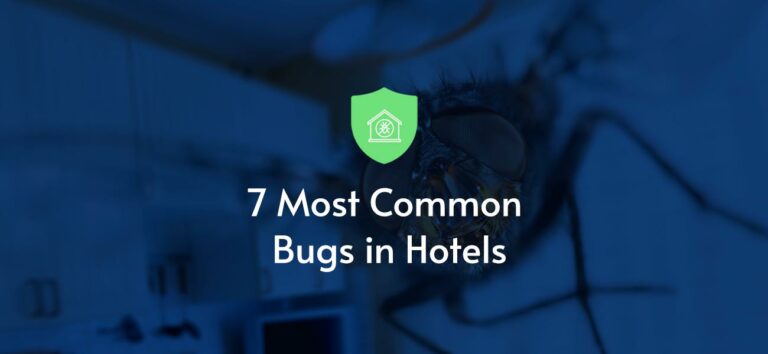 Common Bugs In Hotels