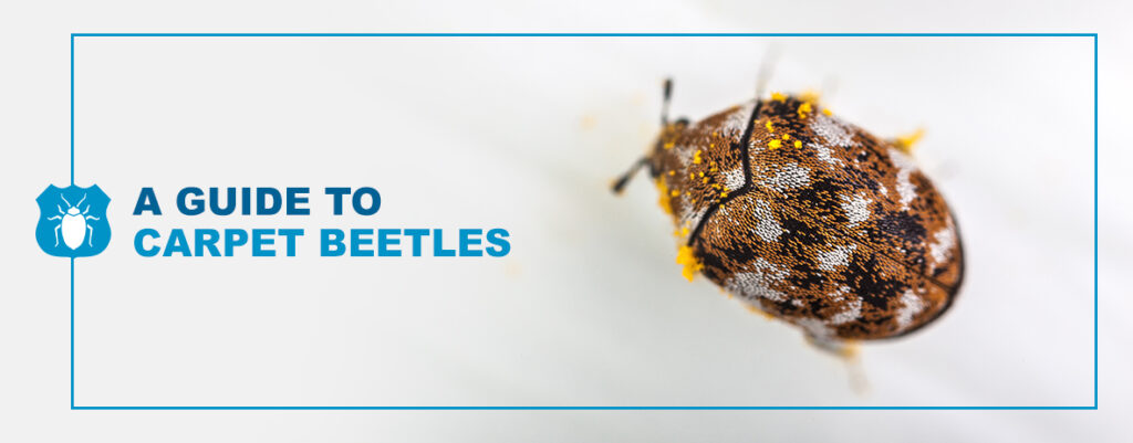 What Every Katy Resident Should Know About Carpet Beetle Control