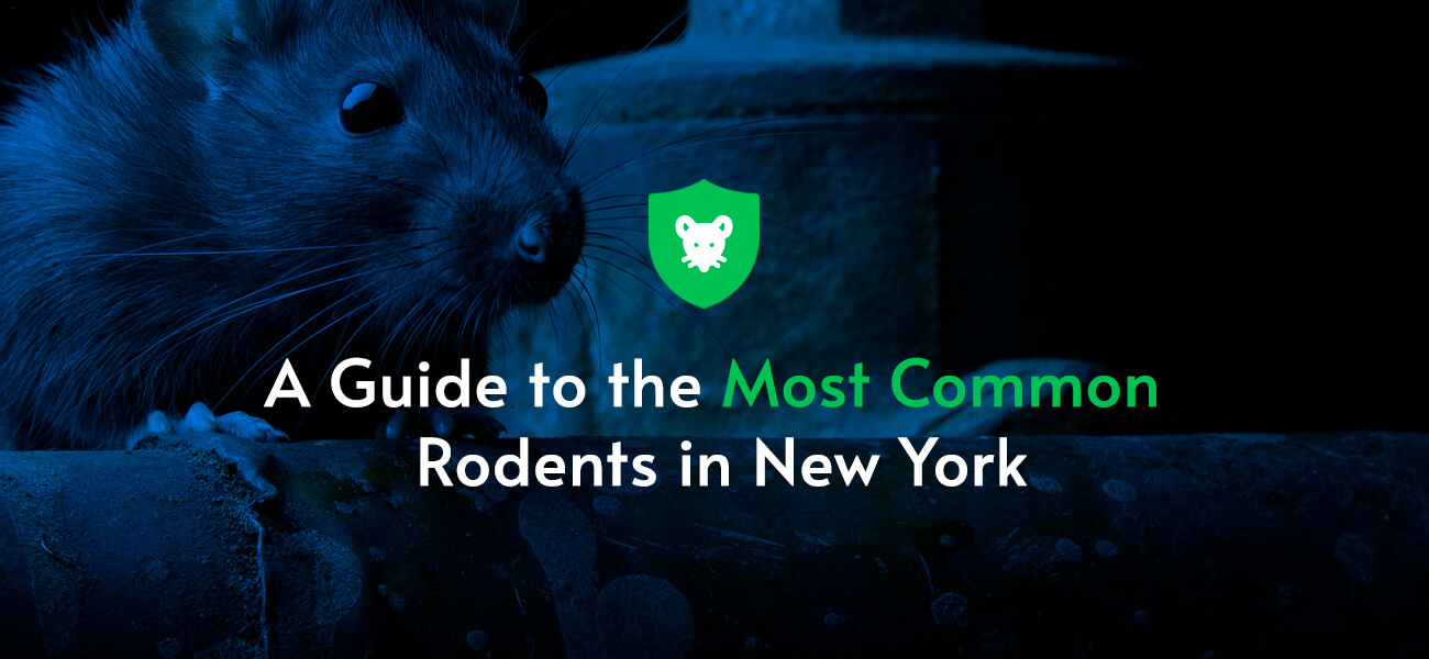 A Guide to the Most Common Rodents in New York