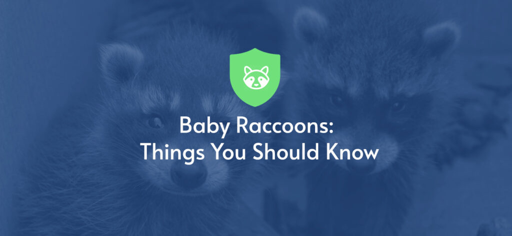 Baby Raccoons: What You Need to Know