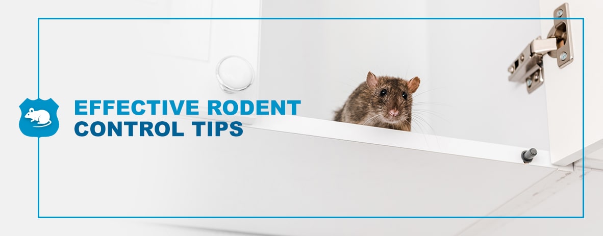 Four Reasons Why Your Current Rodent Control Plan Is Failing