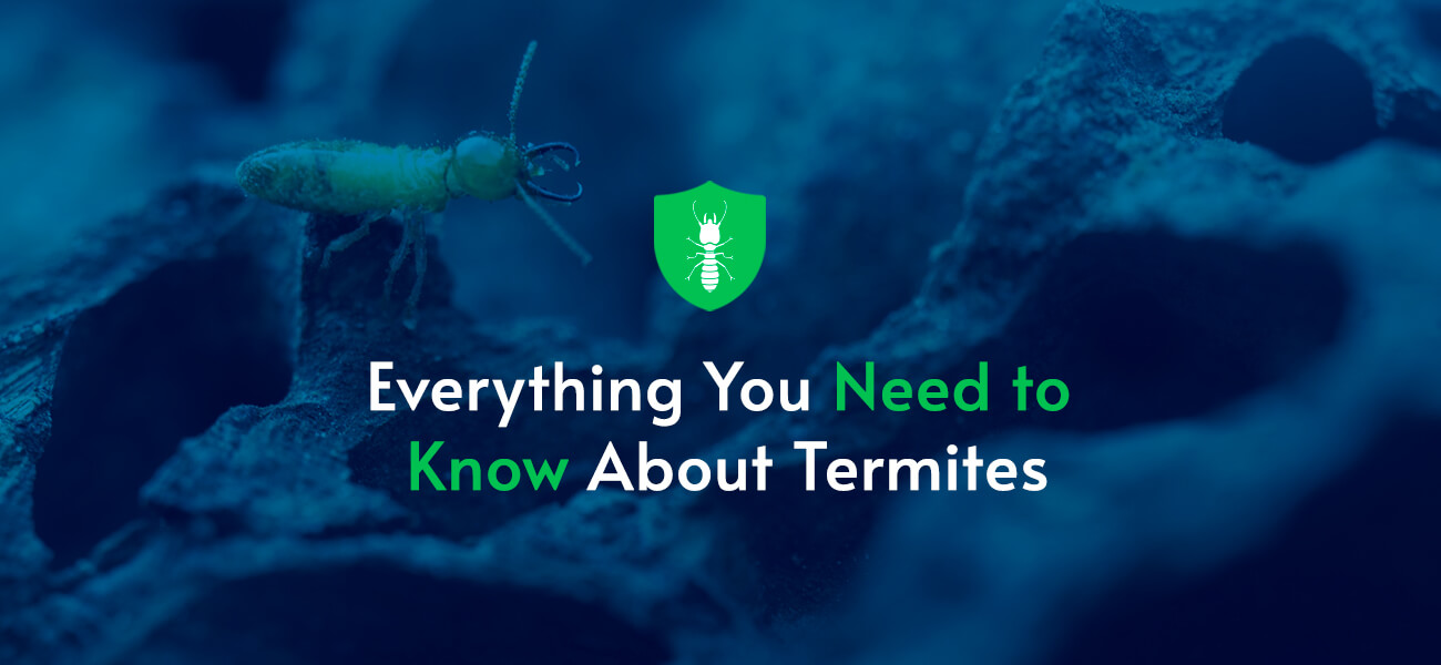 Everything You Need to Know About Termites