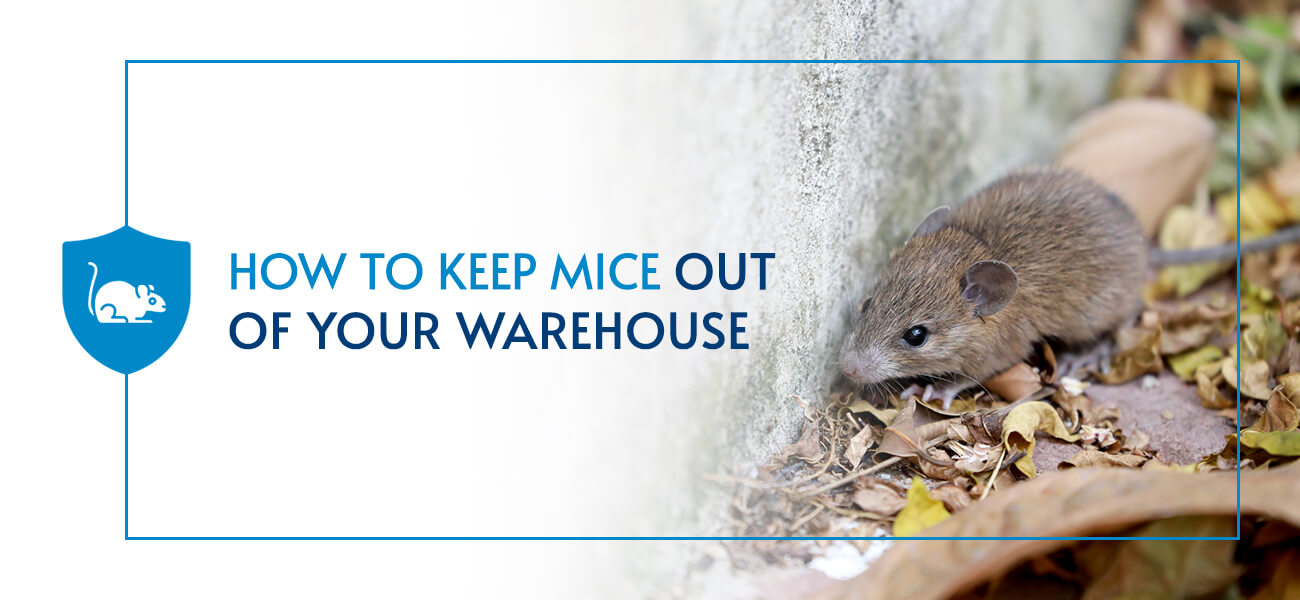 How to Keep Mice and Bugs Out of a Storage Unit