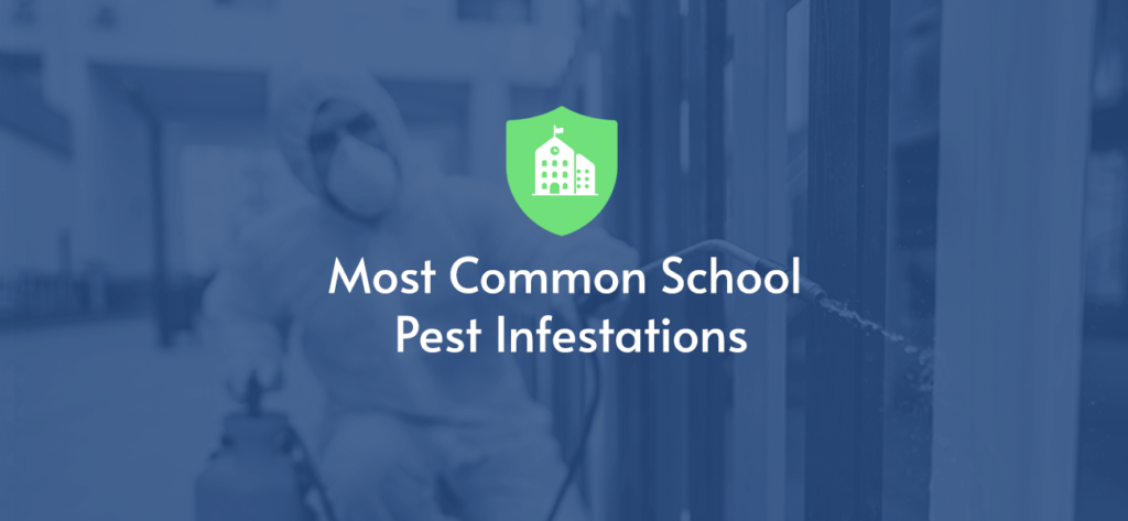 Most common school pests