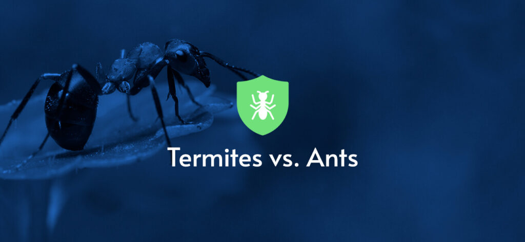 Termites vs. Ants