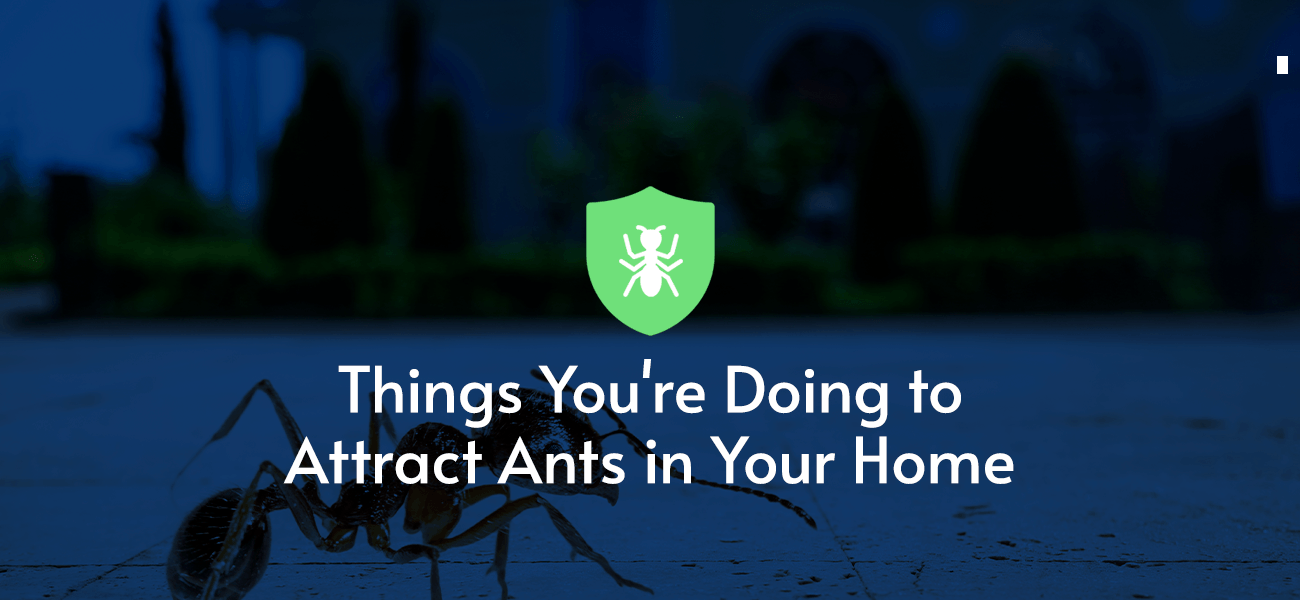 Things You're Doing to Attract Ants in Your Home