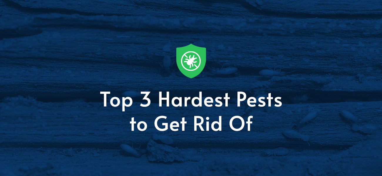 Top 3 Hardest Pests to Get Rid Of