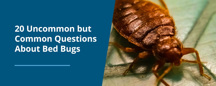 Questions About Bed Bugs