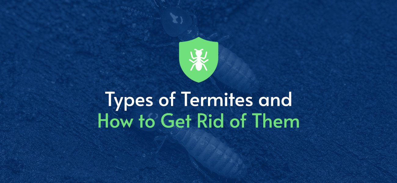 Types of Termites and How to Get Rid of Them