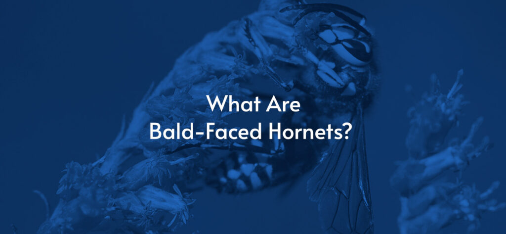 What Are Bald Faced Hornets?