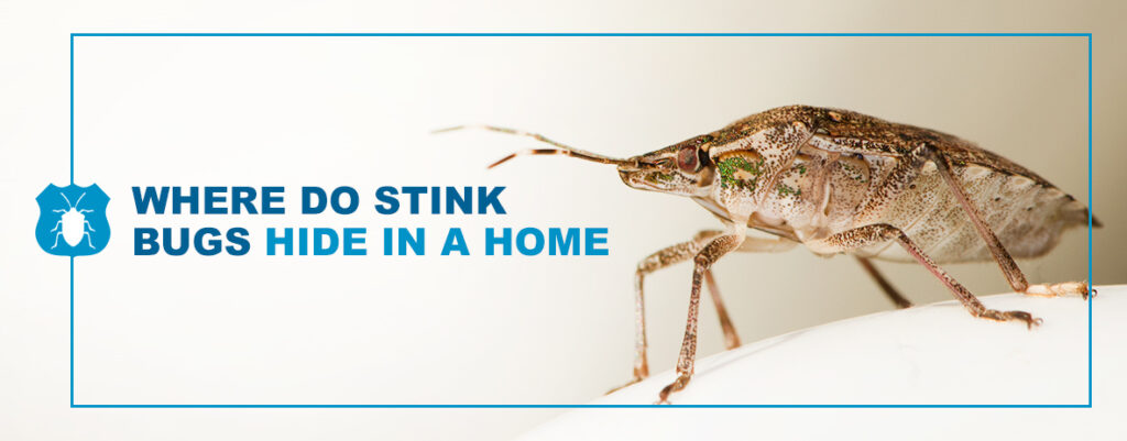 Where do Stink Bugs Hide in the Home?