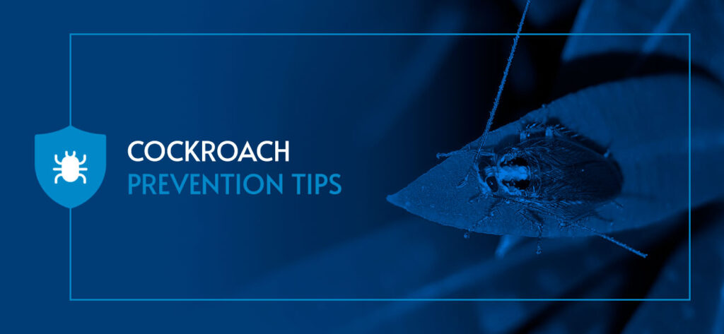 Cockroach Prevention Tips