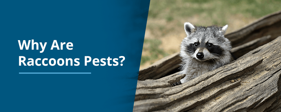 Why Are Raccoons Pests