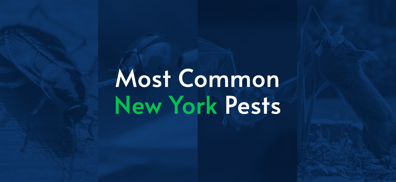 Most Common New York Pests