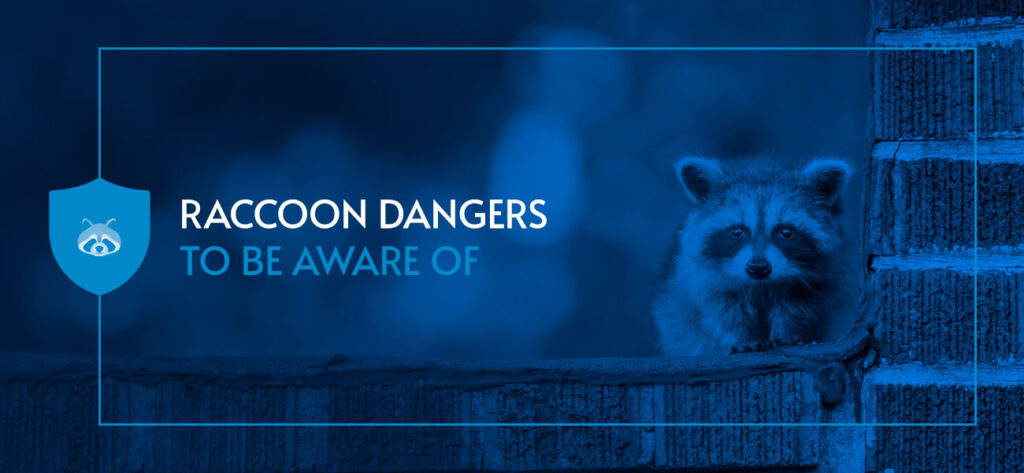 Dangers of Raccoons