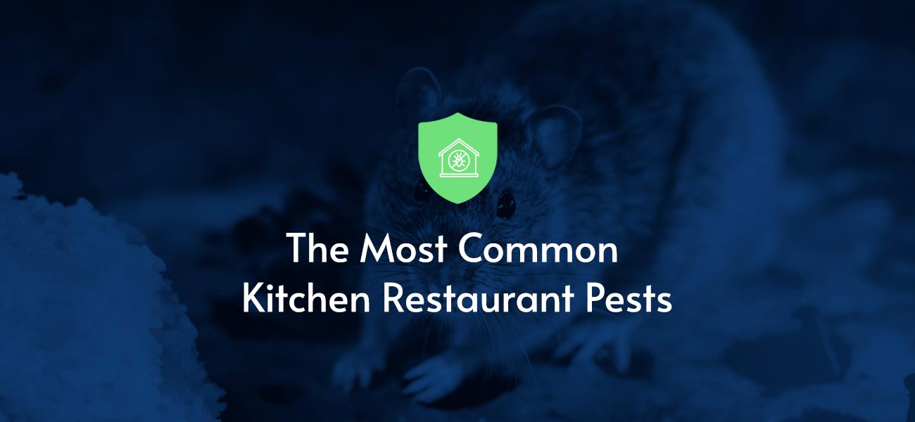 The most common kitchen restaurant pests