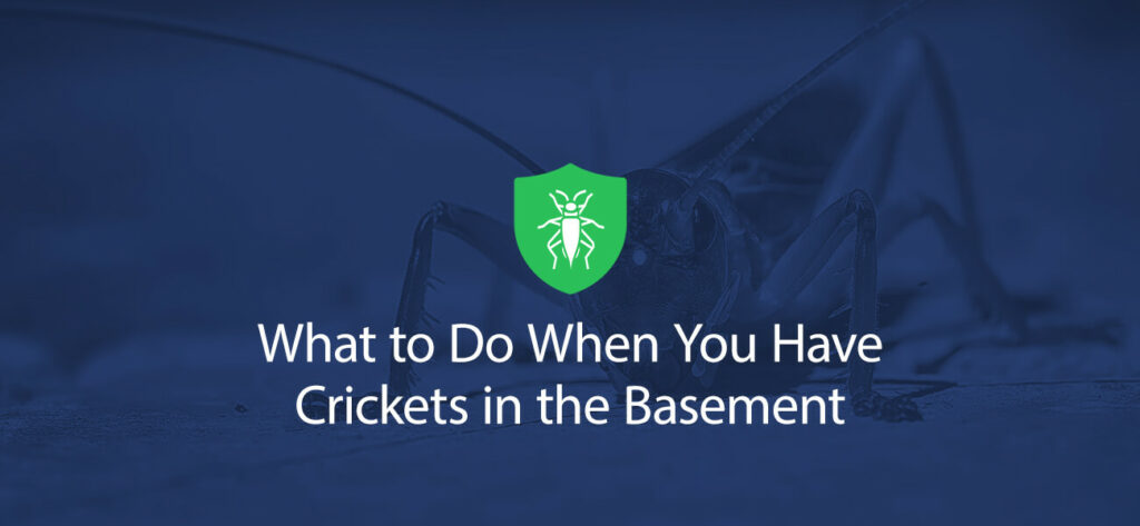 What to Do When You Have Crickets in the Basement