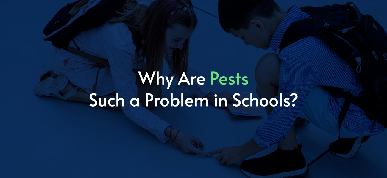 Why are pests such a problem in Schools?