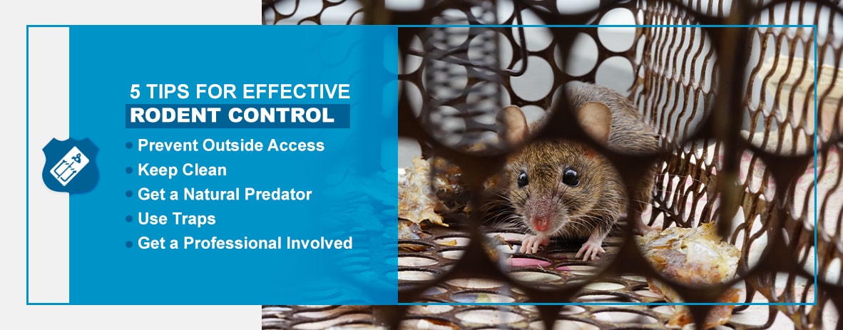 Why Aren't Mouse Traps Effective? Rodent Prevention Tips