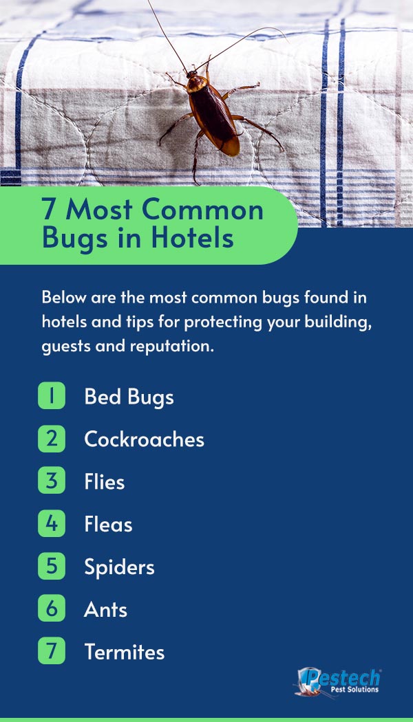 3 tiny bugs you may have flying around in your house right now