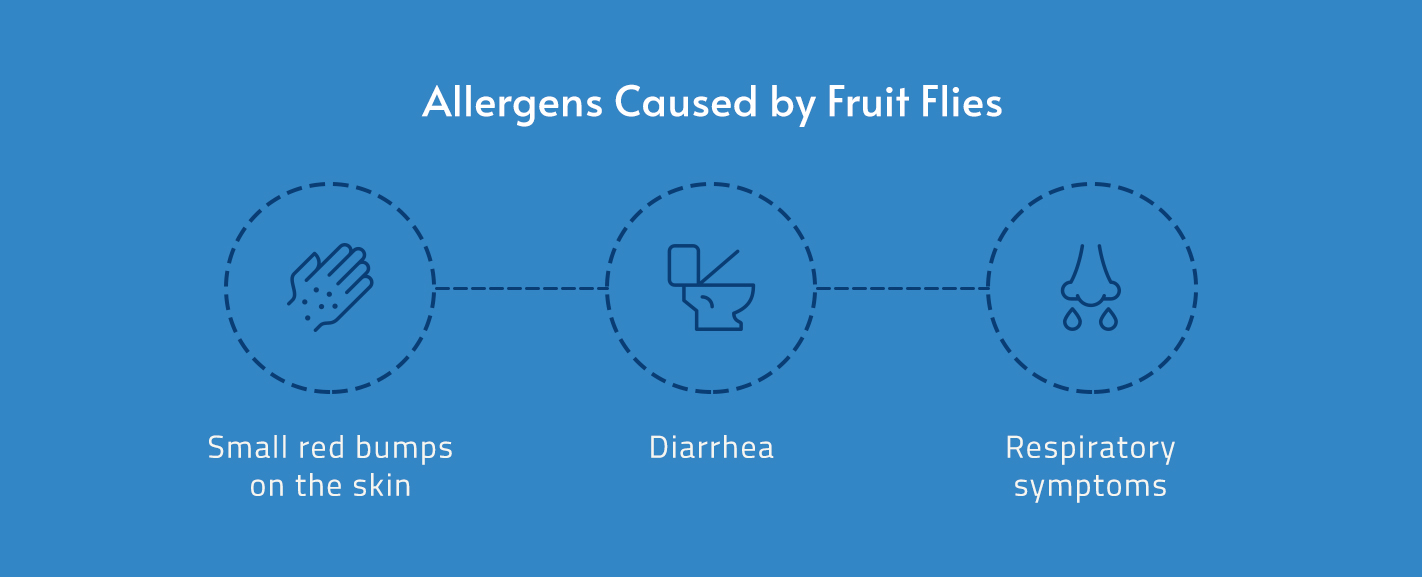 Allergies from Fruit Flies