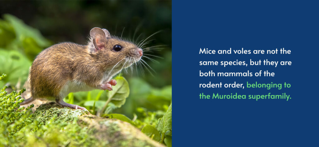 Are Mice and Voles the Same Species?