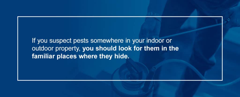 Looking for Pests in Home