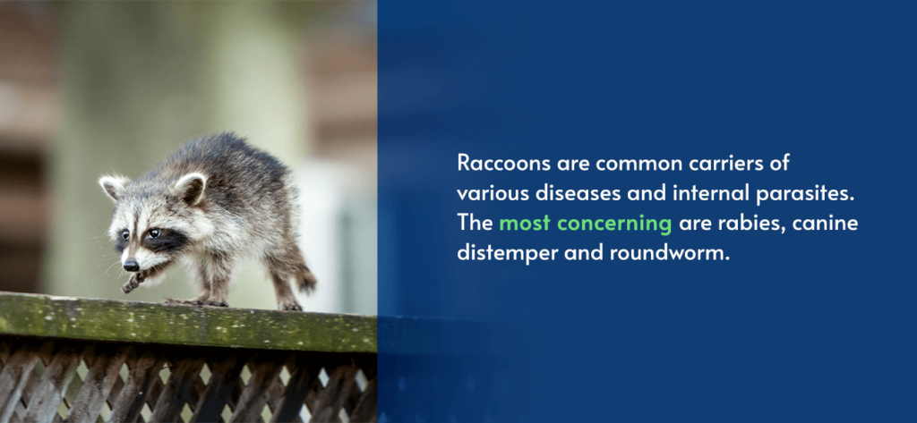 Raccoons carry diseases