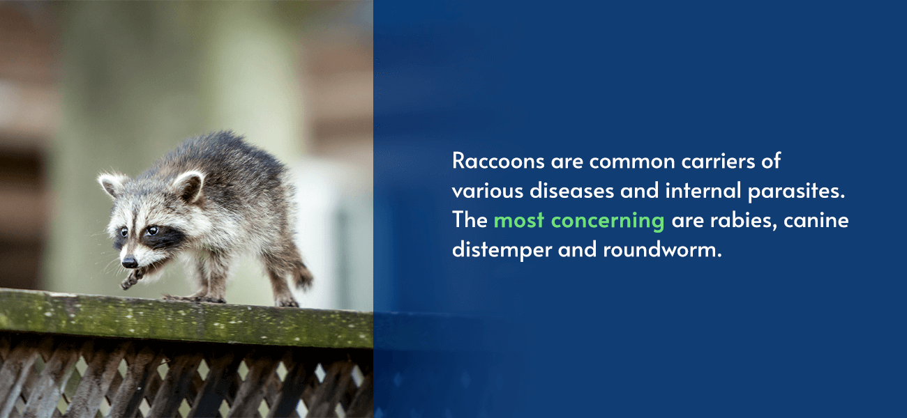 Baby Raccoons Things You Should Know Pestech
