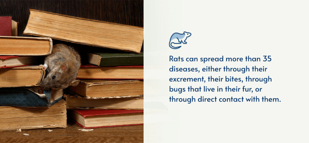 rats can spread diseases