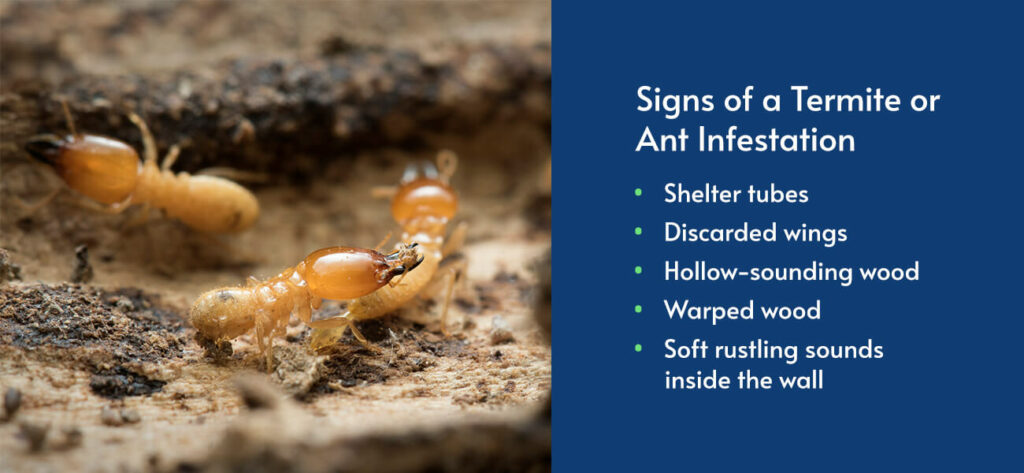 Signs of a Termite or Ant Infestation