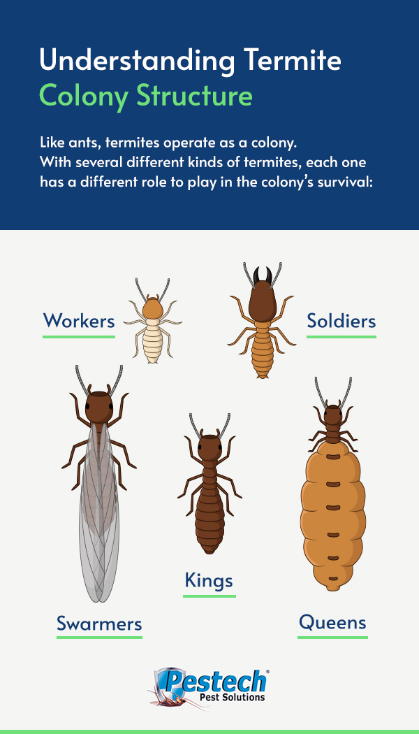 Types of Termites and How to Get Rid of Them - Pestech