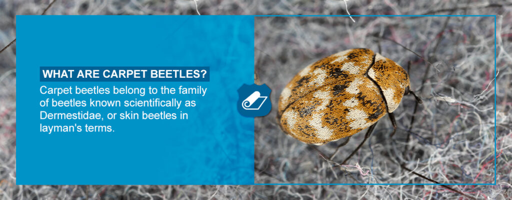 A Guide to Carpet Beetles: Facts, Identification & Signs