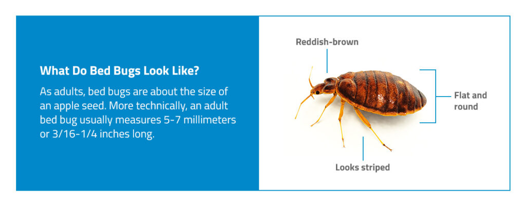 What Do Bed Bugs Look Like?