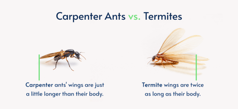 Termites vs. Ants: What You Need To Know | Pestech