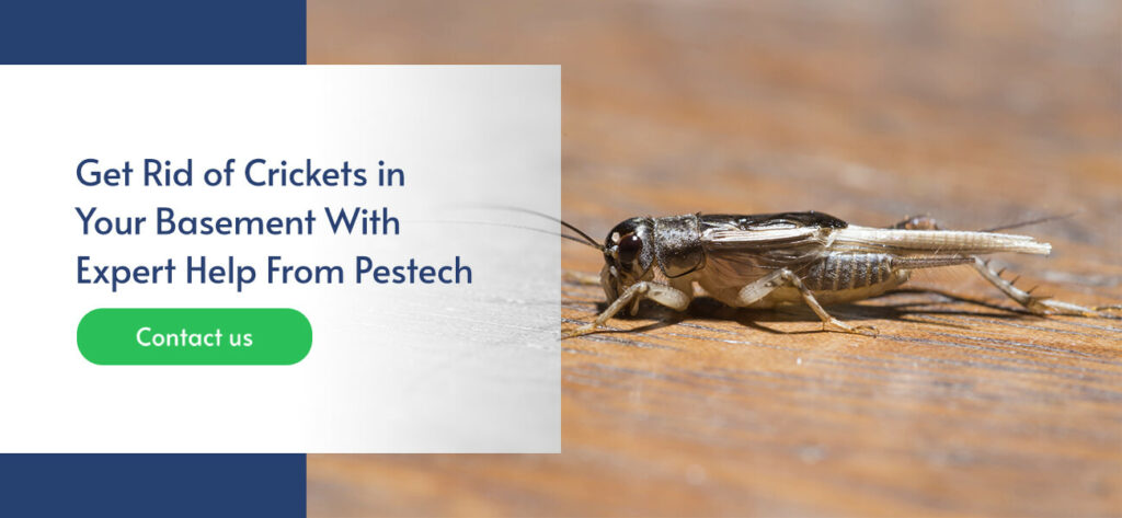 Get Rid of Crickets in Your Basement With Expert Help From Pestech