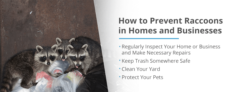 Prevent Raccoon Pests