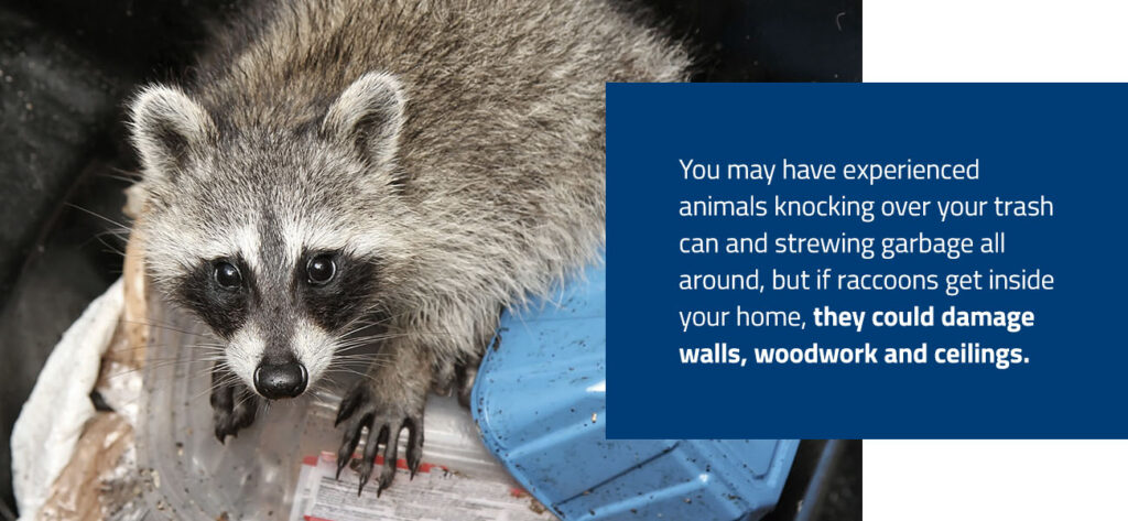 Raccoons cause property damage