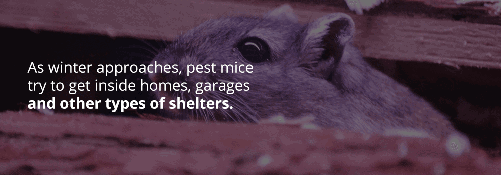 Types of Pest Mice