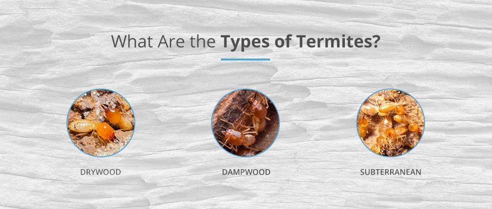 Types of Termites