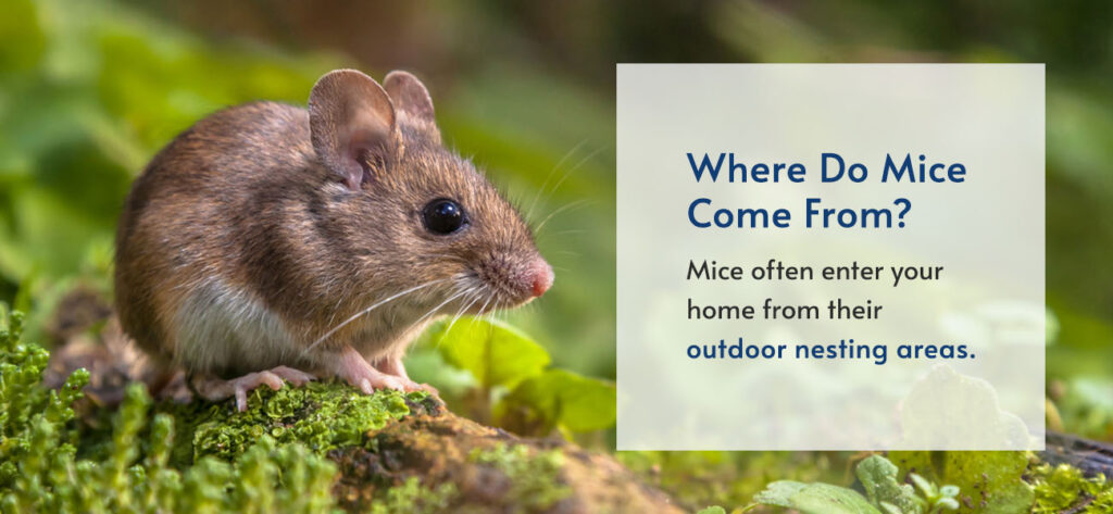 Chapter 3: How Do Pest Mice Get In? - Online Guide | Pestech