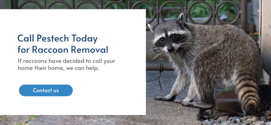 Raccoon Removal in NY