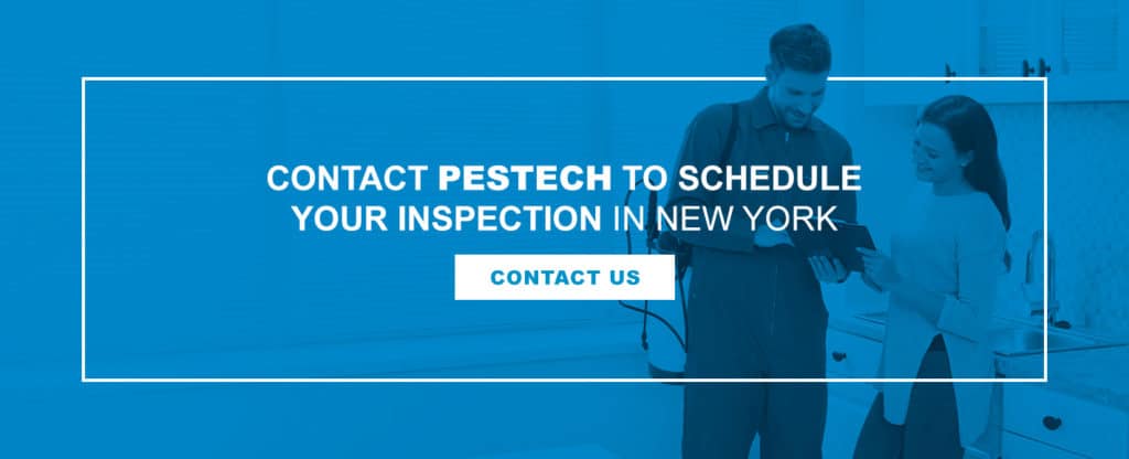 Contact Pestech for Home Inspection