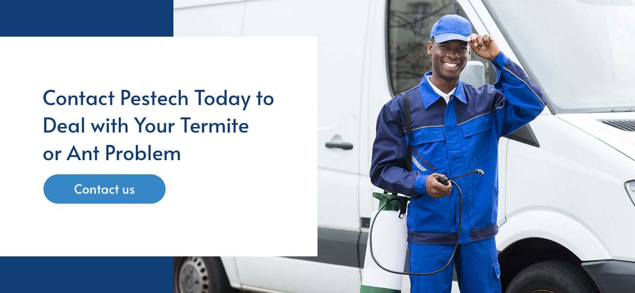 Termitter vs. maur: Hva du trenger å vite - Skadedyr Norge