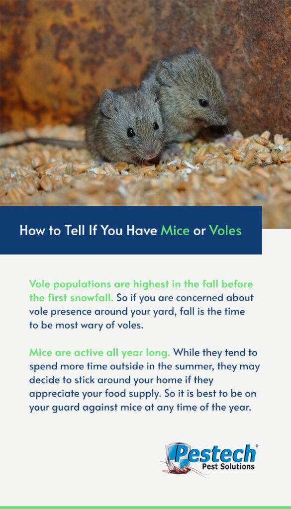 How to Tell If You Have Mice or Voles