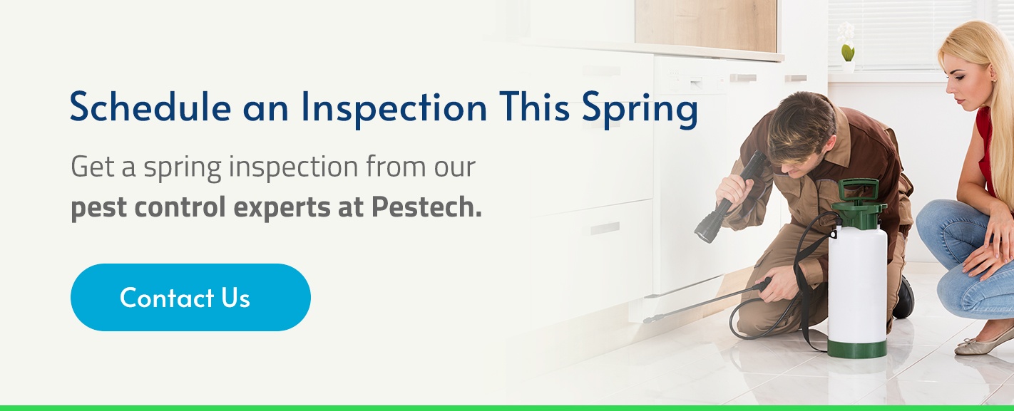 Spring Pest Inspection