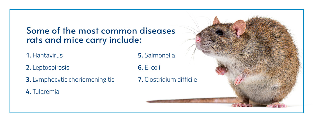 The Health Risks of Rodent Infestations