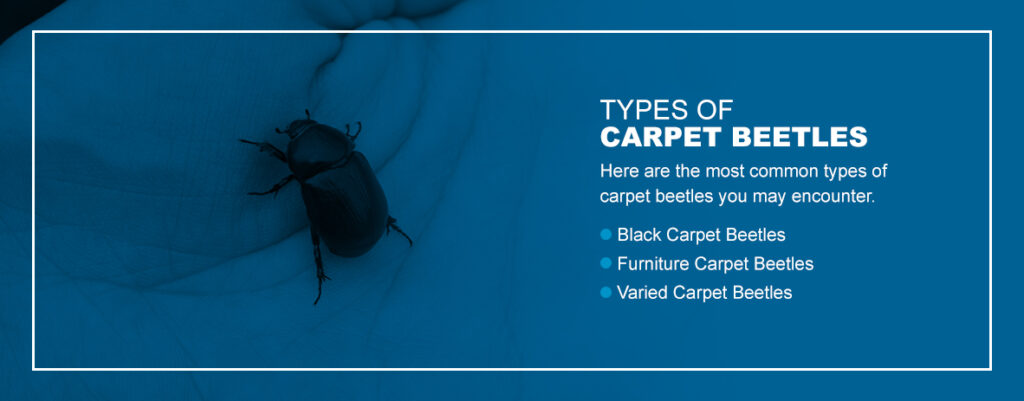 Carpet Beetles  Facts & Identification, Control & Prevention